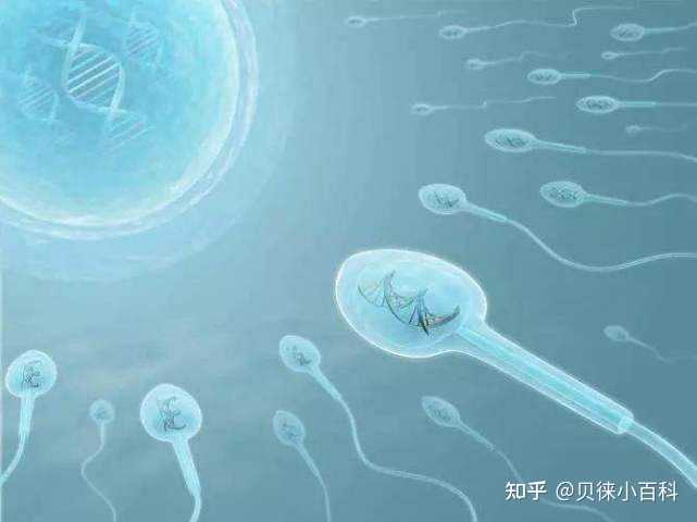 武汉一医院推阳康体检套餐官方回应,精子质量会影响三代试管的成功率吗？